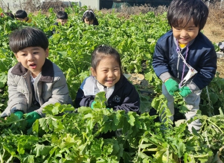 싱싱한 무를 수확해요